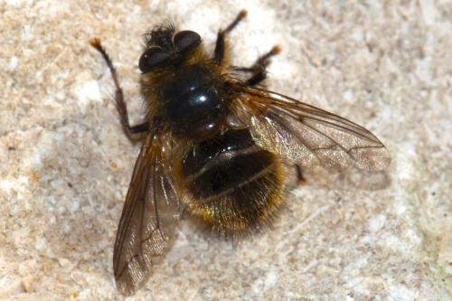Tachina ursina