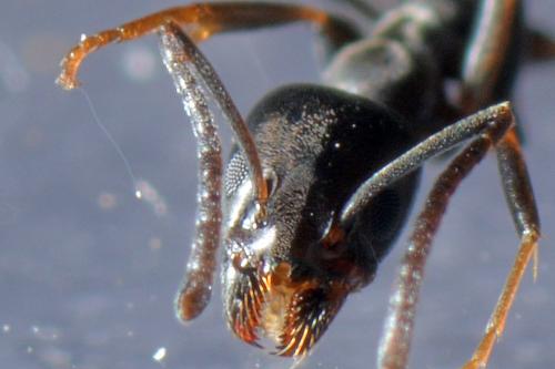 Tapinoma sp.