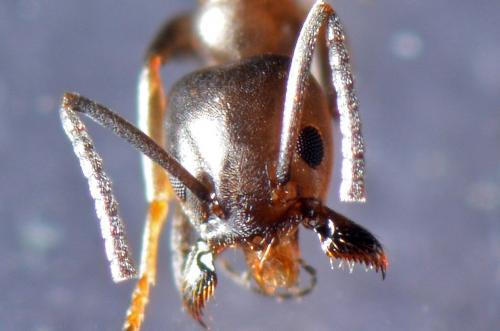 Tapinoma sp.