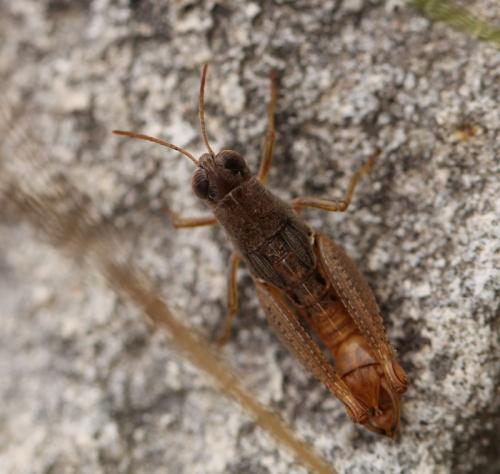 Paracaloptenus caloptenoides