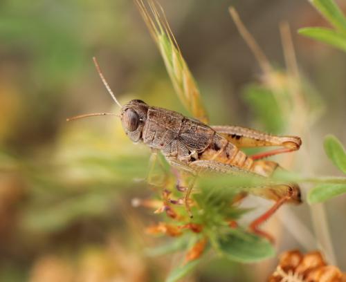 Réf. 115 521 : Paracaloptenus caloptenoides