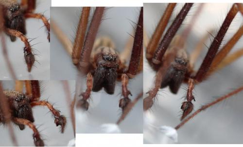Tegenaria sp.
