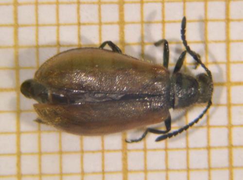 Réf. 115 305 : Lagria hirta