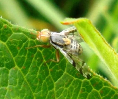 Terellia ruficauda
