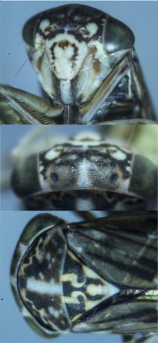 Réf. 115 193 : Idiocerus sp.