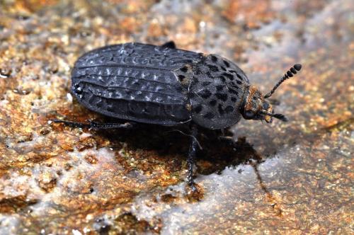 Thanatophilus rugosus