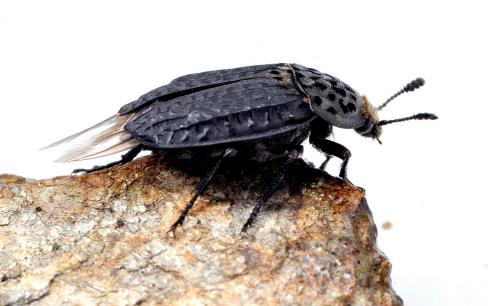 Thanatophilus rugosus