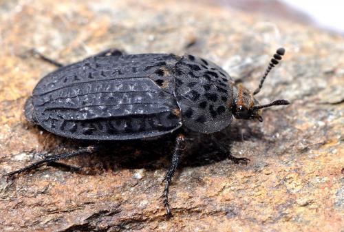 Thanatophilus rugosus