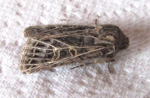 Réf. 115 457 : Tholera decimalis