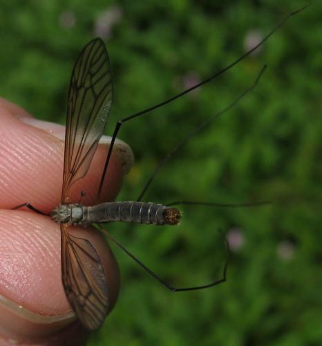 Réf. 115 151 : Tipula neurotica