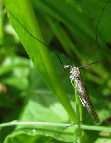 Réf. 115 152 : Tipula neurotica