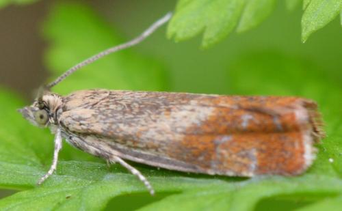 Epinotia cruciana