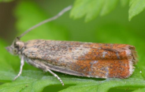 Epinotia cruciana