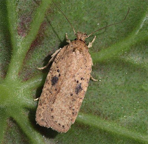 Réf. 115 988 : Agonopterix sp.