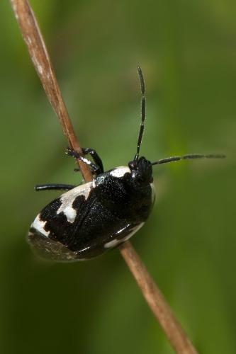 Réf. 115 219 : Tritomegas bicolor