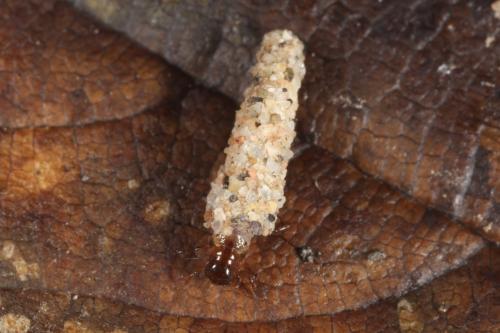 Réf. 115 186 : Enoicyla pusilla