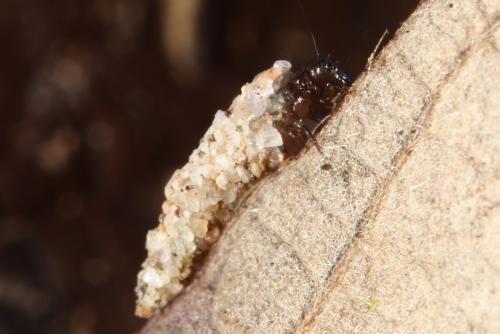 Réf. 115 187 : Enoicyla pusilla