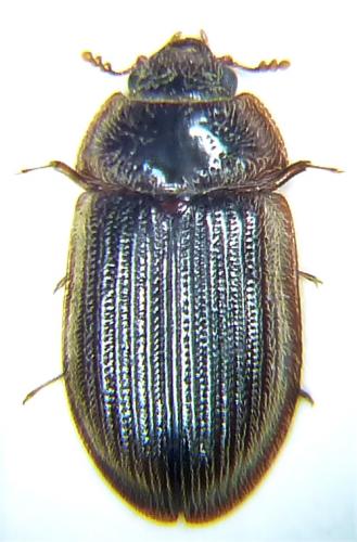 Ancyrona sp.