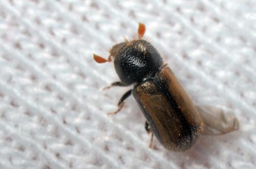 Réf. 115 983 : Trypodendron domesticum