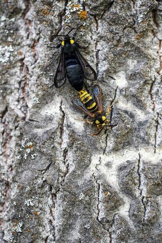 Sesia apiformis