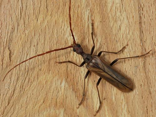 Vesperus xatarti