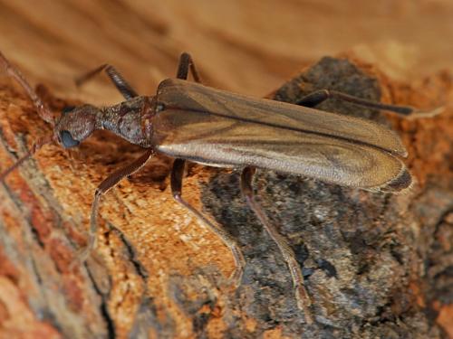 Vesperus xatarti