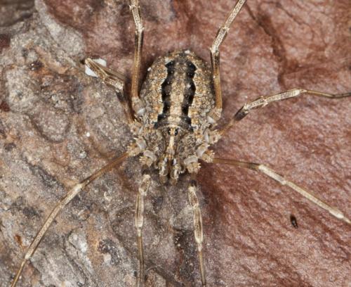 Odiellus troguloides