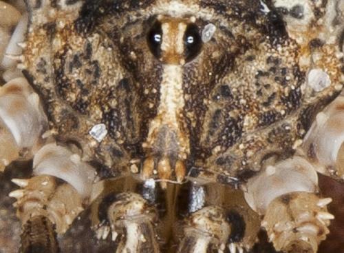 Odiellus troguloides