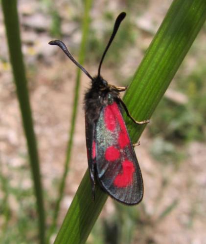 Zygaena loti
