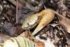 115116 – Photo : Duborget Robin – Guadeloupe