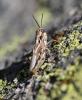 115346 – Photo : Duborget Robin – France (20)