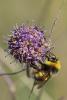 115016 – Photo : Insectesidf – France (61)