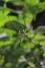 115455 – Photo : D. Martinez – Philippines