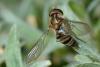 115837 – Photo : Christophe Quintin – France (21)