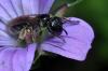 115073 – Photo : Christophe Quintin – France (21)