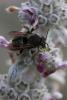 115056 – Photo : Insectesidf – France (61)