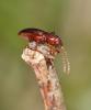 115544 – Photo : Duborget Robin – France (06)