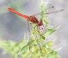 Sympetrum sanguineum