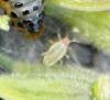 115486 – Photo : Renko Usami – Belgique