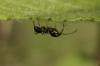 115057 – Photo : Insectesidf – France (78)