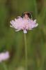 115090 – Photo : Insectesidf – France (95)
