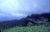 115788 – Photo : vanderbergh – Martinique