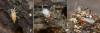 115880 – Photo : Pierre Gros – France (06)