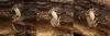 115881 – Photo : Pierre Gros – France (06)