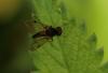 115549 – Photo : Insectesidf – France (78)