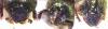 115104 – Photo : Prinobius – Somalie