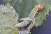 115445 – Photo : Dominique THAUVIN – France (45)
