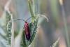 115800 – Photo : Daniel Ventard – France (05)