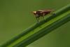 115091 – Photo : Insectesidf – France (78)