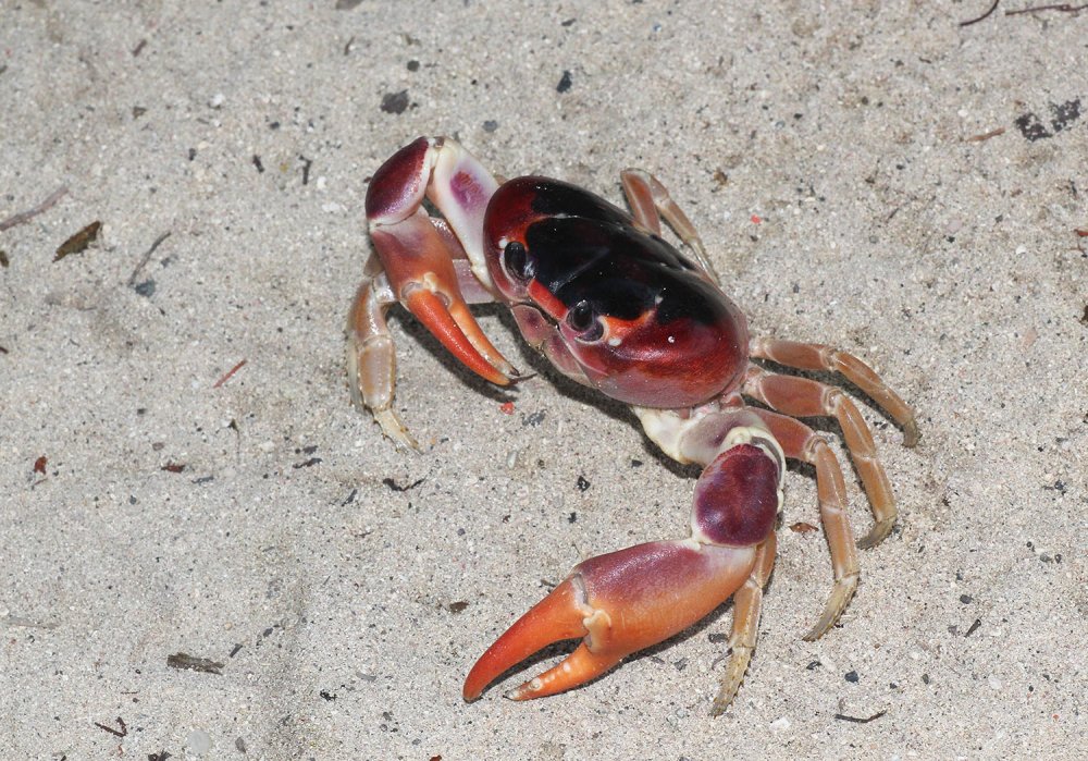 Duborget Robin - Gecarcinus lateralis - réf. 115114 (1000 x 699 pixels, 216 ko)